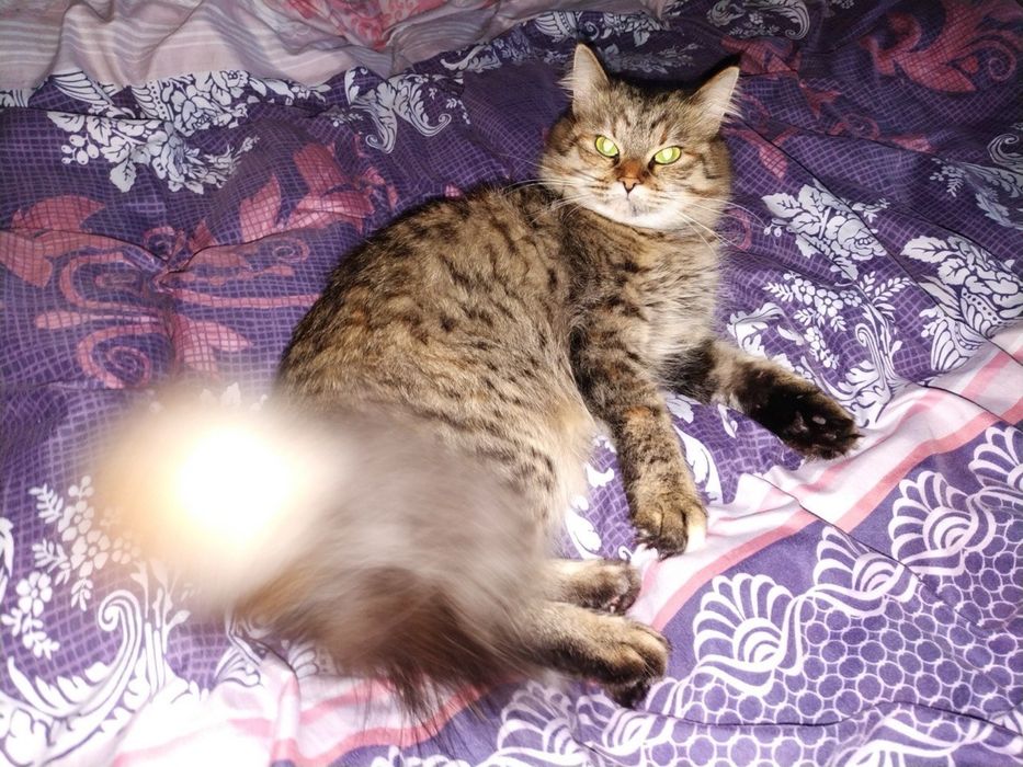 Кошеня в добрі руки