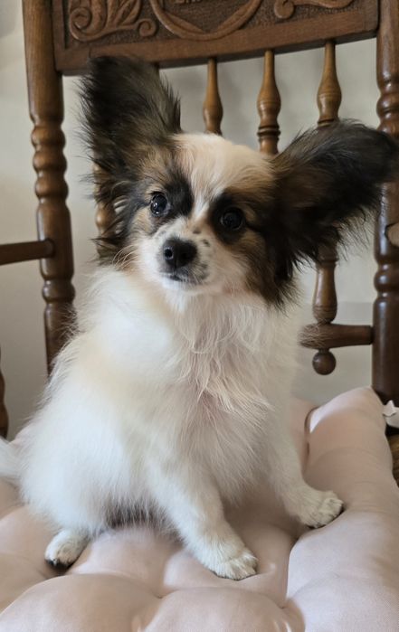 Papillon Spaniel kontynentalny miniaturowy  - sunia - ZKwP/FCI