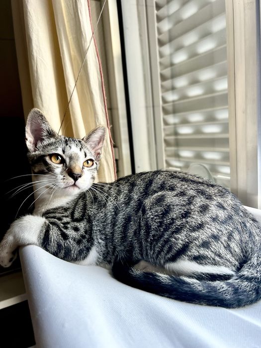 Gatinho para Adopcao Responsavel