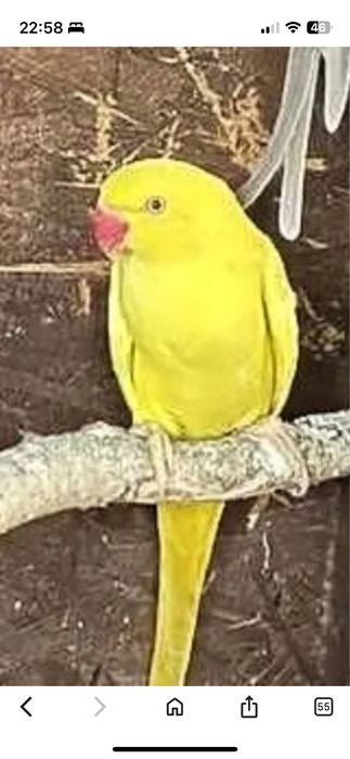 Aleksandretta obrożna