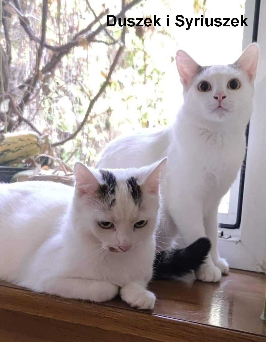3 białe koty do adopcji - Biała Ekipa - roczne kociaki i mama