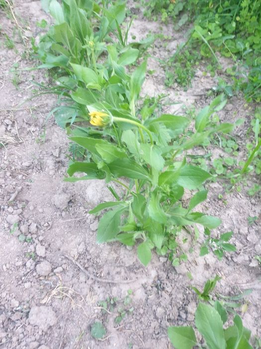 Rudbekia owłosione