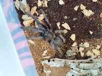 Samica chilobrachys blue vietnam