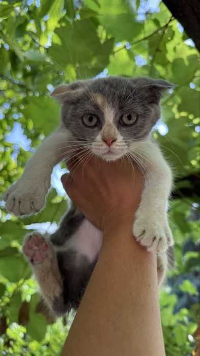 Кошечка 4 месяца