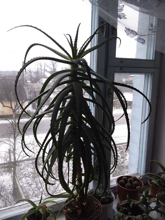 Алоє на ліки 15 років.