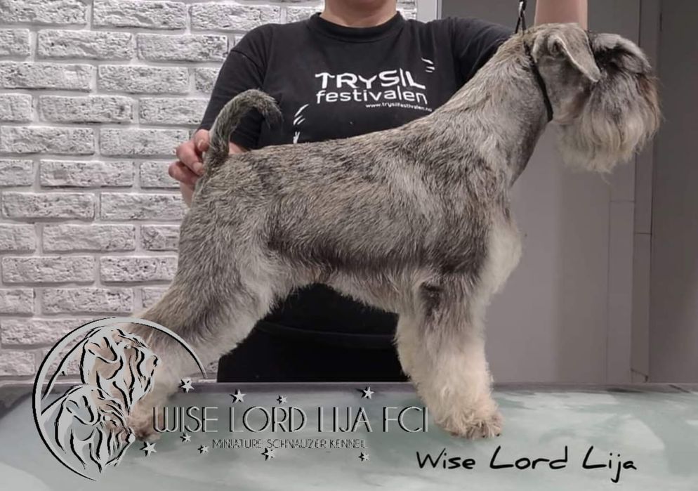 Sznaucer miniaturowy Pieprz I Sól  piesek do odbioru