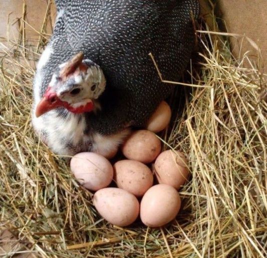 Інкубаційні яйця цесарок