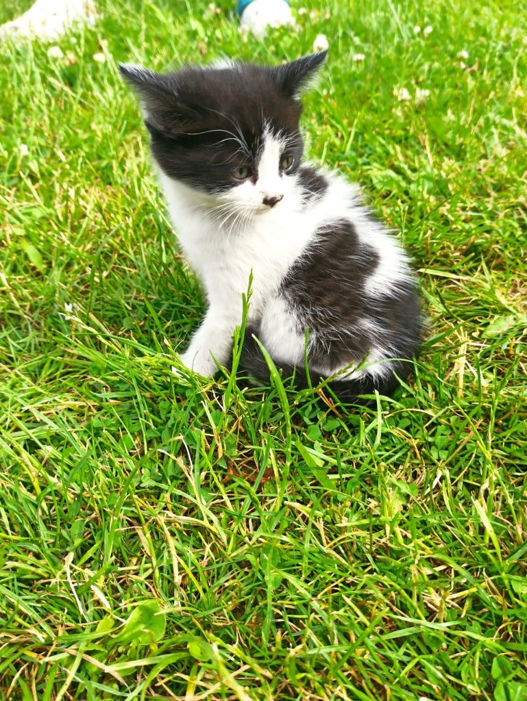 Kot kotek kotka do adopcji