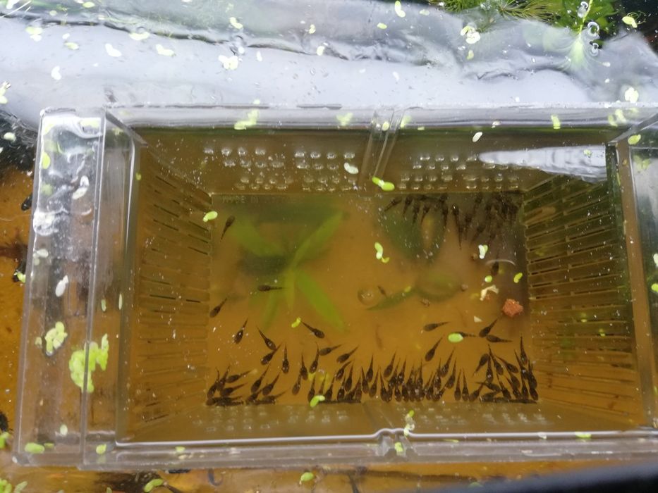 Młode glonojady ok 2/3cm