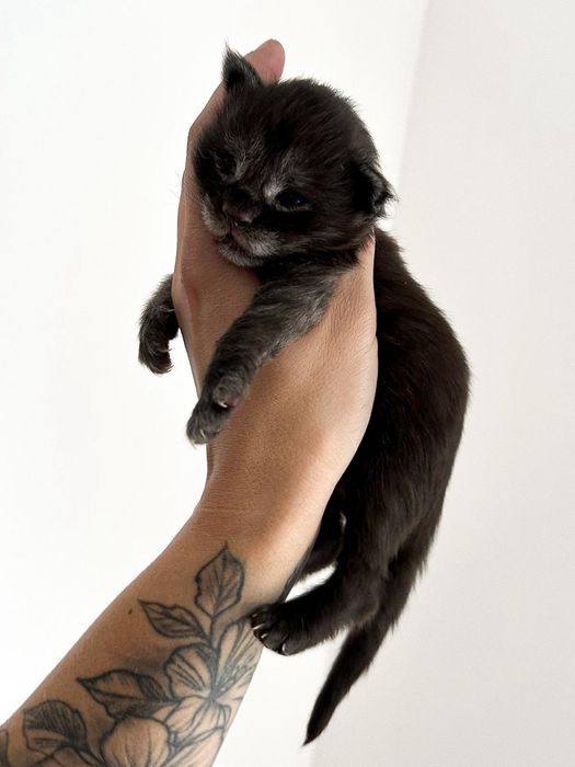 Maine Coon kocięta z rodowodem