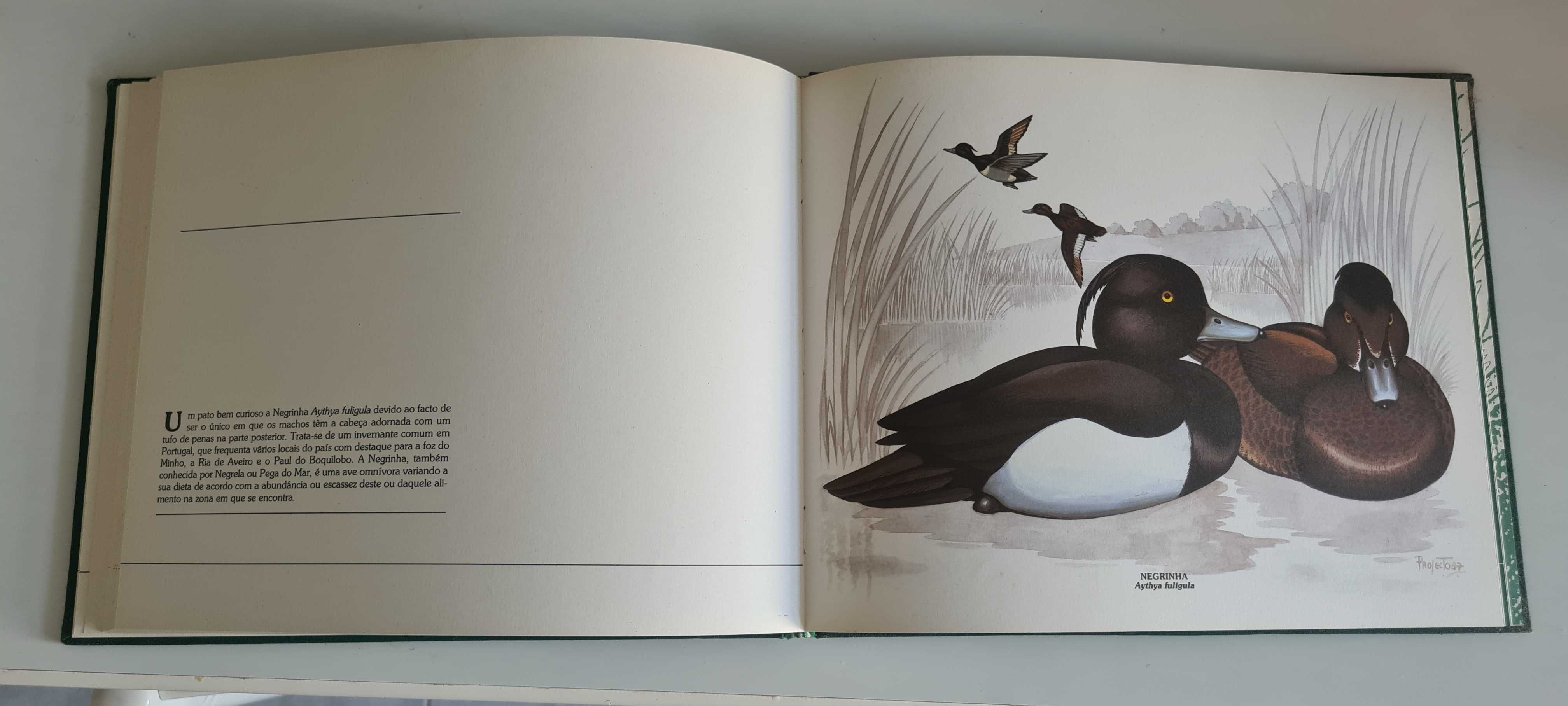 Livro Os Patos (com 4 ilustrações para emoldurar)