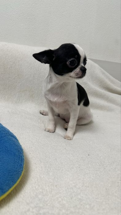 Чіхуашечка готова до подорожі