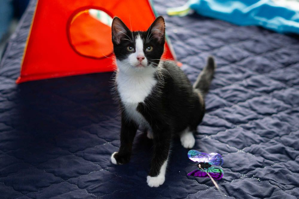 Popcorn - kot do adopcji
