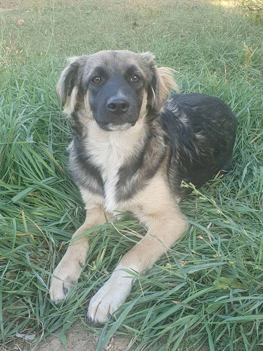 Стерилизованные и вакцинированые щенки, ждут свою семью.