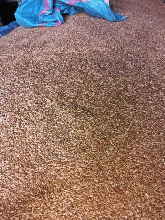 Pszenzyto tegoroczne