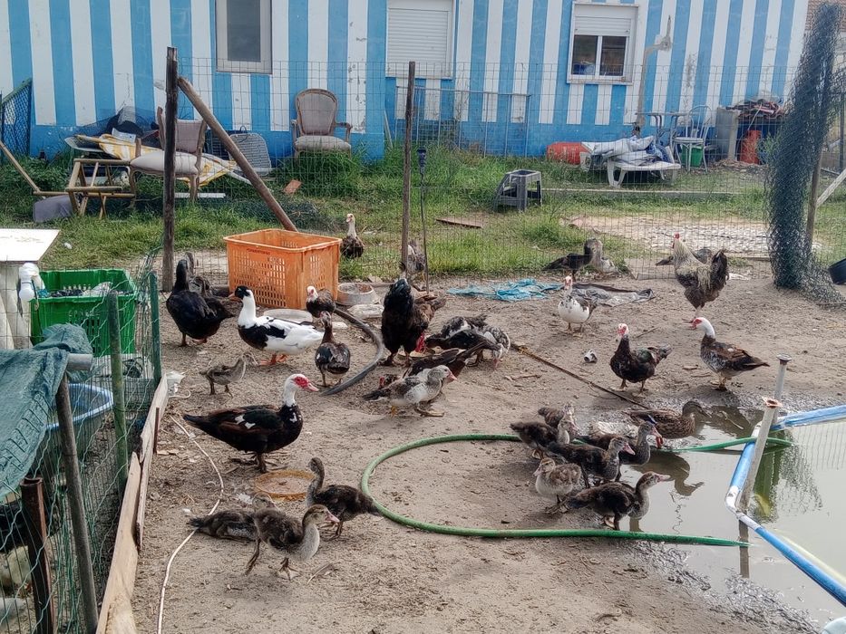 Vendo patos mudos