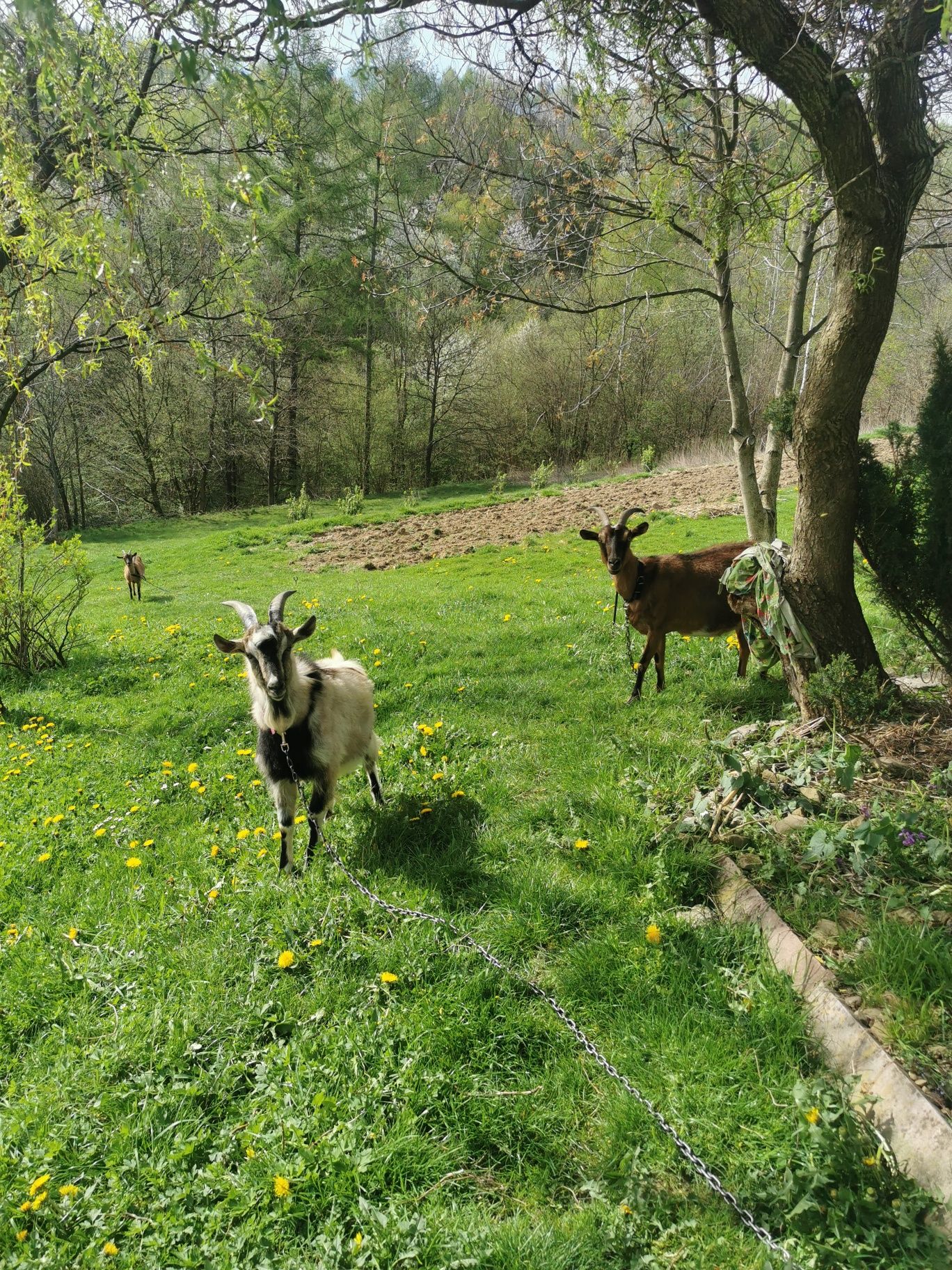 Kozioł, capek roczny