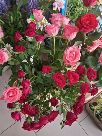 Продам квіти живі ЦІЛОДОБОВО троянди гвоздики вазони в горщиках