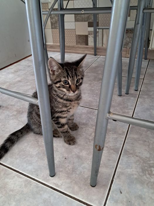 kotek do adopcji