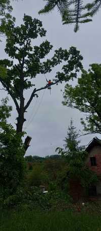 Wycinka I pielęgnacja drzew trudnych metodą alpinistyczną I tradycyjną