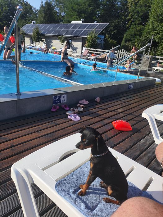 Шукаємо чисто кровнго міні той терераа девочку для вязкі