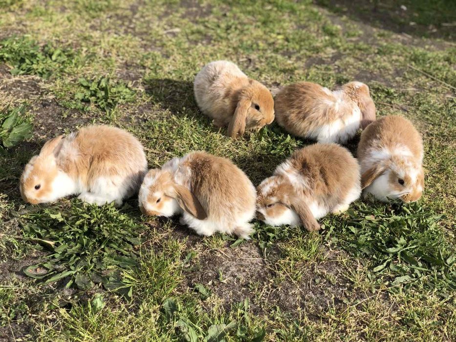 Кролі породи Французький Баран і Полтавське Срібло