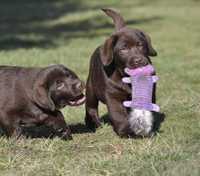 Labrador Retriever szczenie z rodowodem ZKwP, FCI Badania Genetyczne