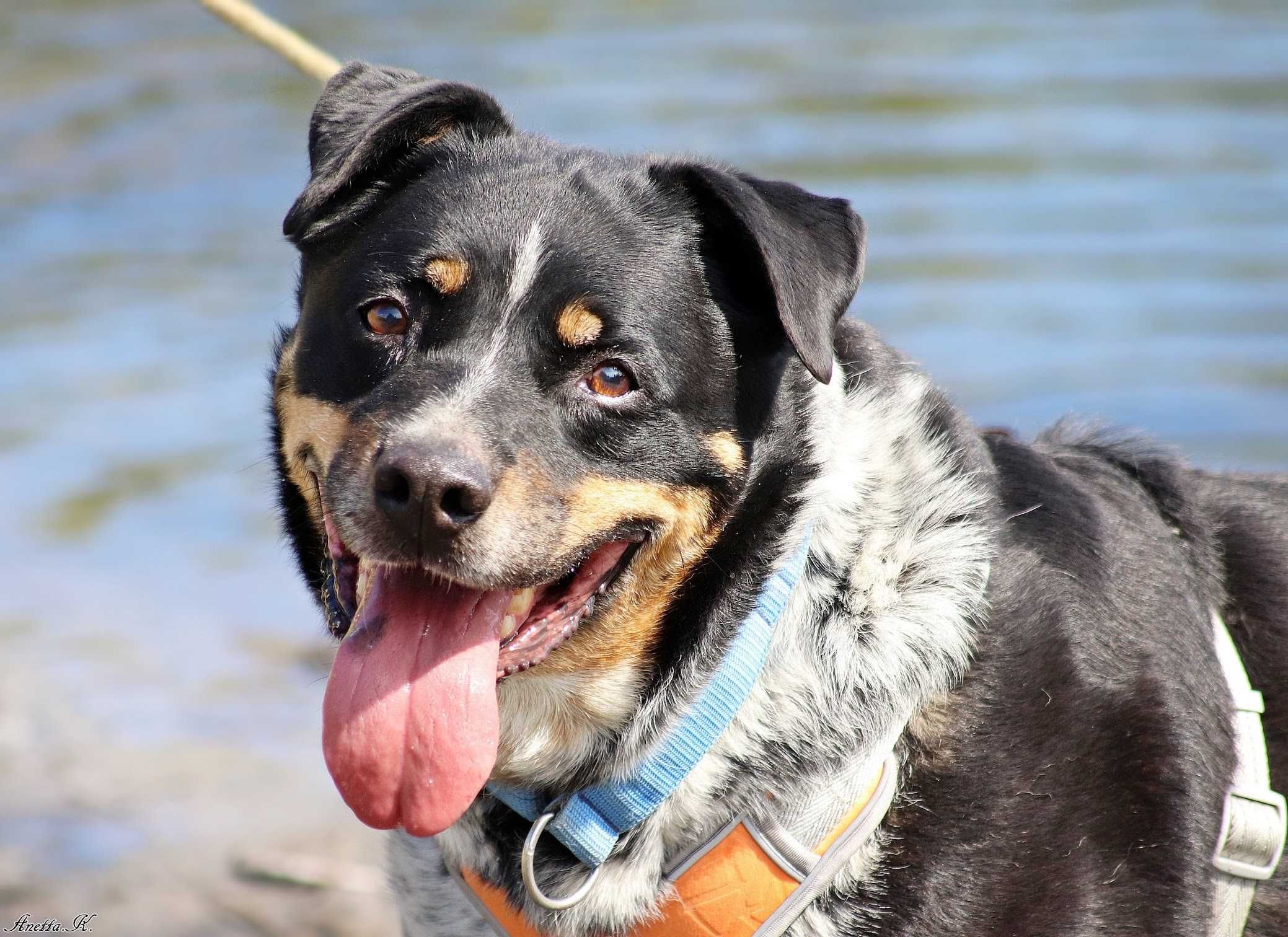 Piękny BARON w typie rottweilera czeka na kochającą rodzinę!
