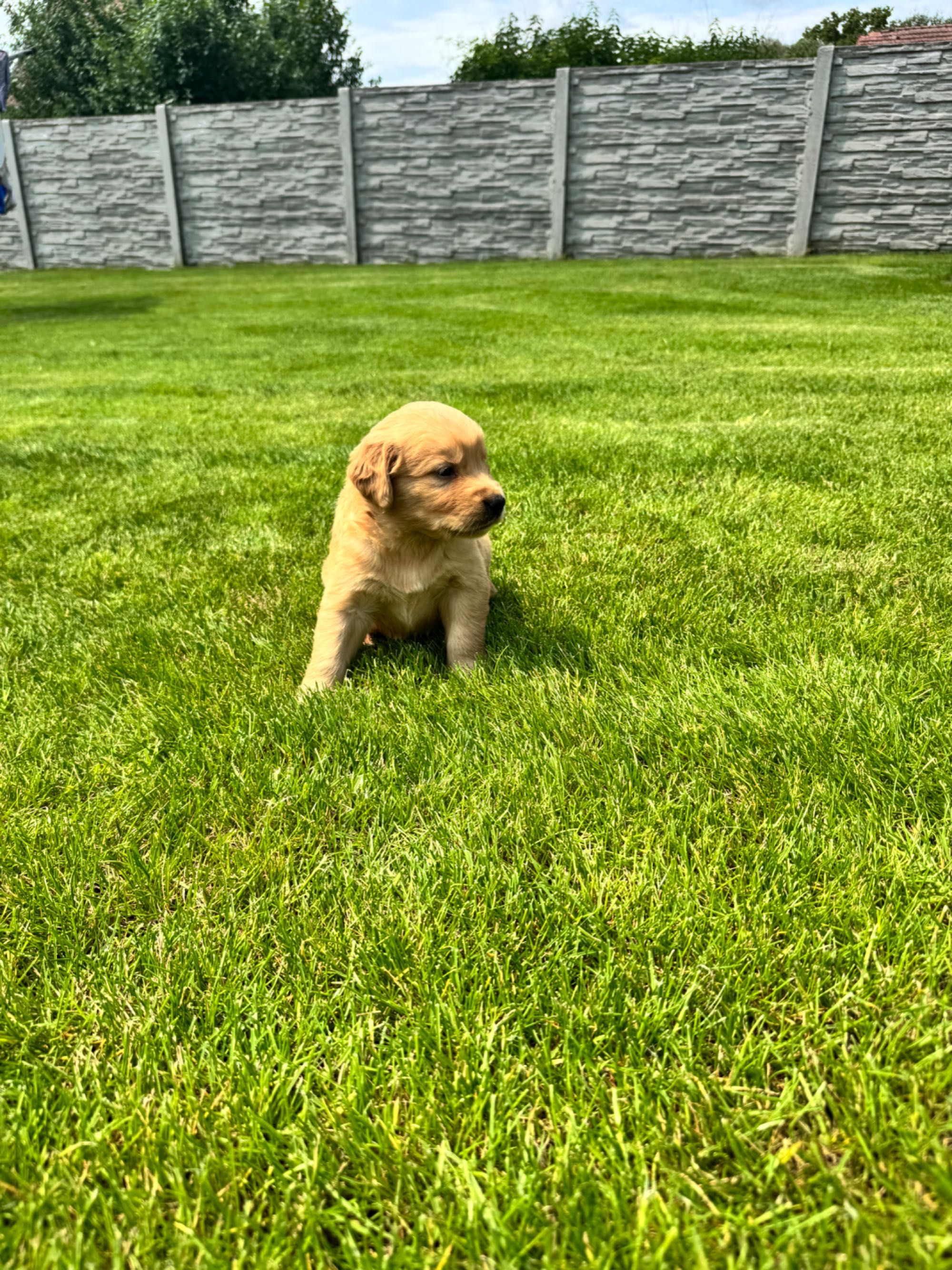 Golden retriever