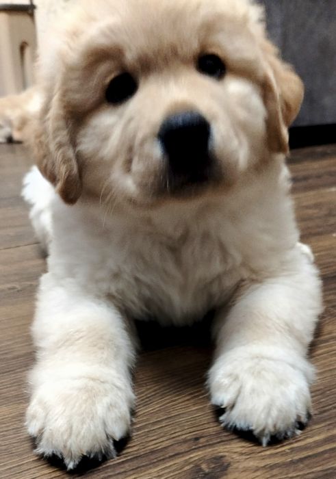 Щенки лабрадора ретривера