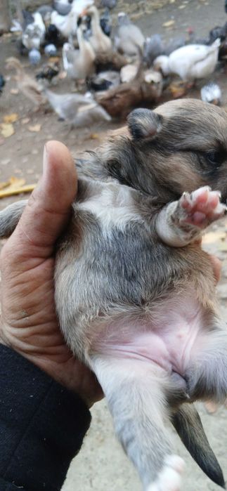 Карликові цуценята. НЕ ЧИСТОПОРОДНІ!!!