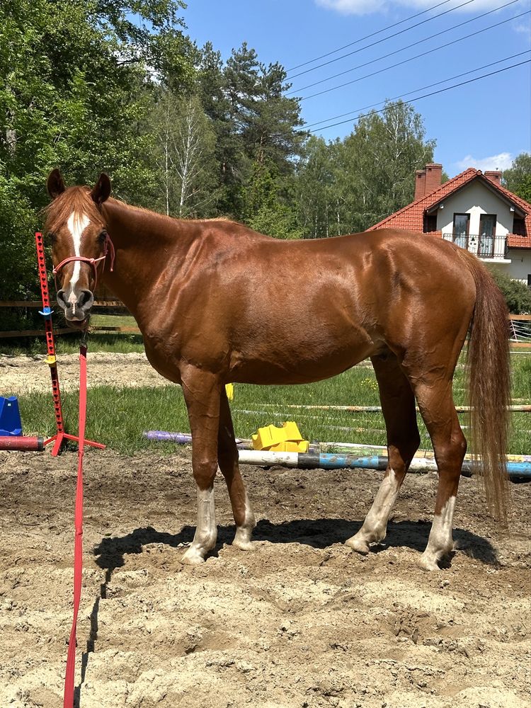 Piękny wałach 5 lat 157 cm RTG