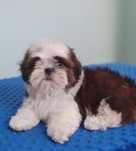 Piękny puchatek Shih Tzu biało-czerwony z rodowodem - zapraszamy