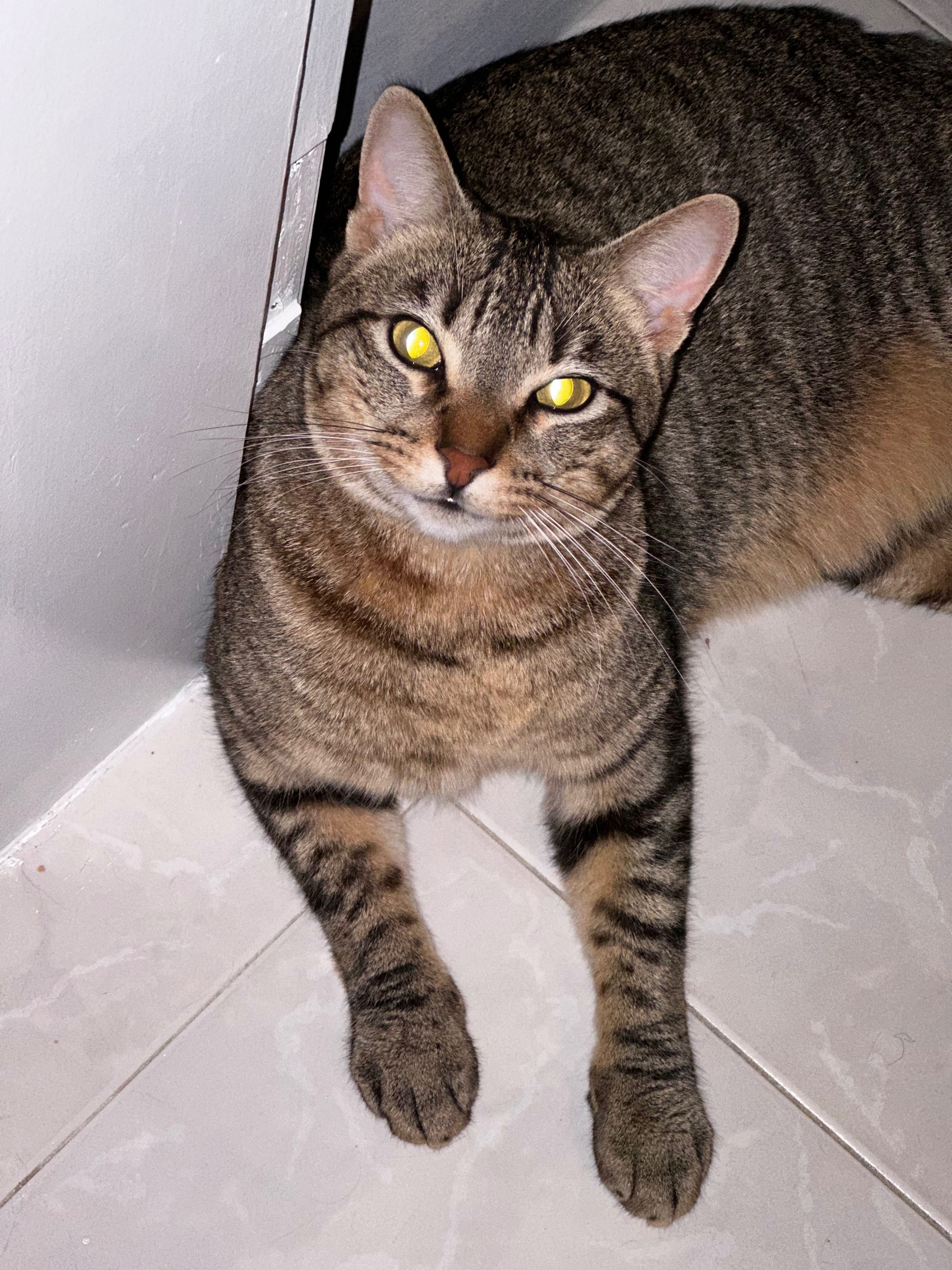 Adoção gato macho