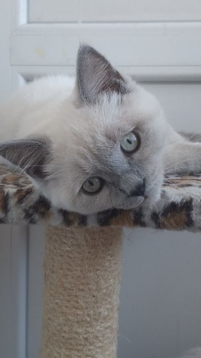 Шотландський котик