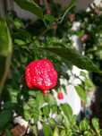 Найгостріший в світі перець Carolina Reaper (насіння, сушений, свіжий)
