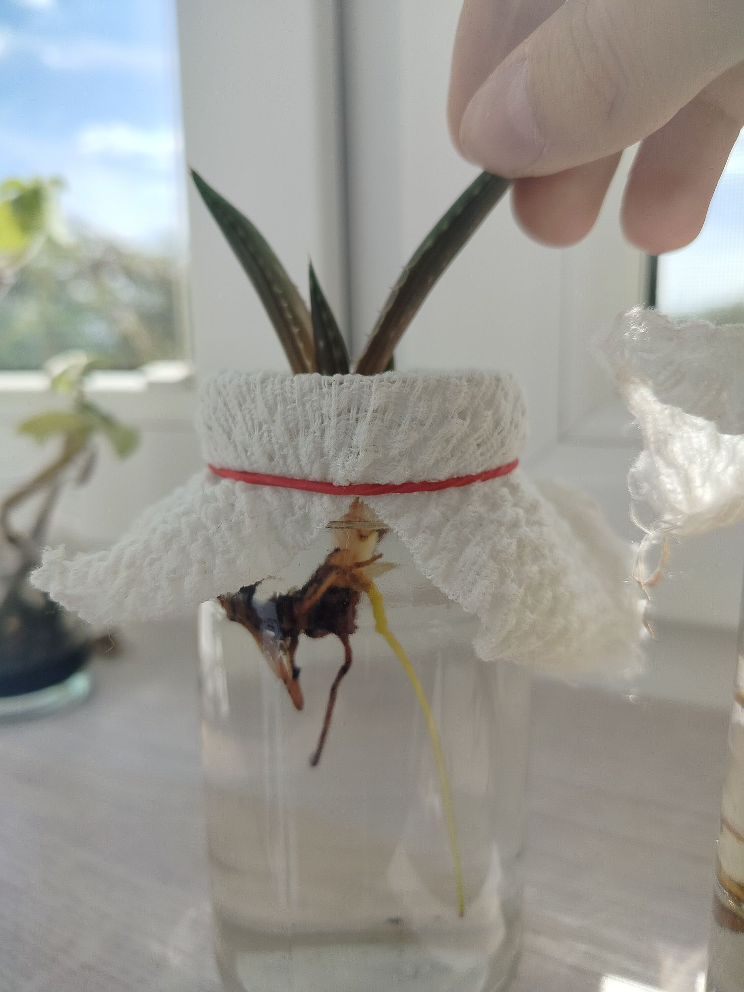 Aloe Macaluta sadzonki