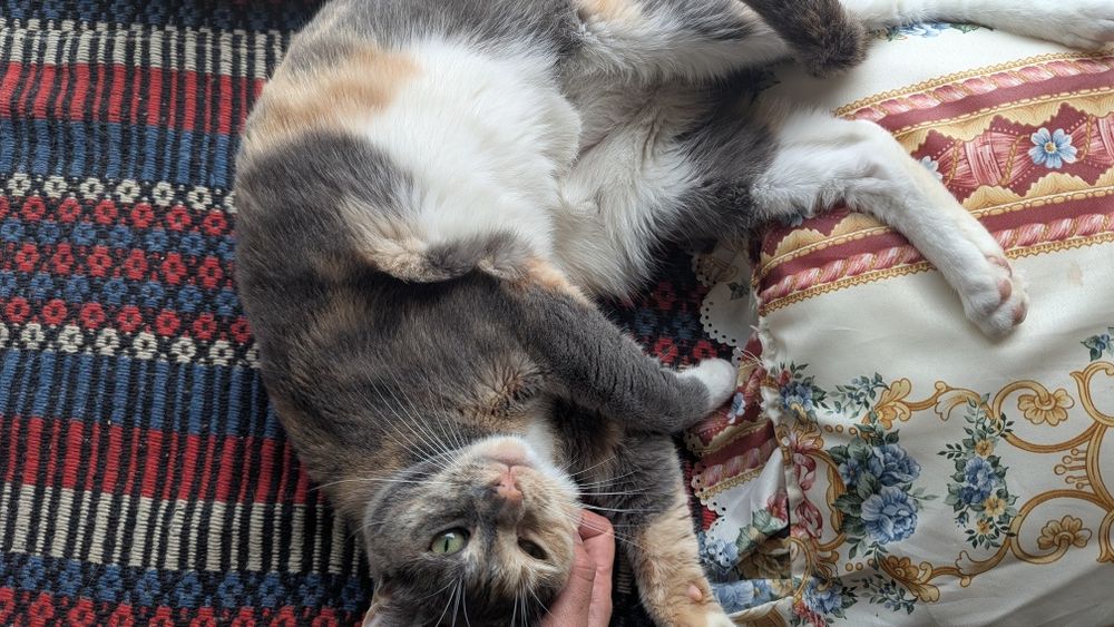 Pet-Boarding. Estadia familiar. Perssitting supervisão todo o dia