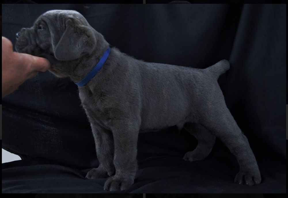 Кане Корсо . Вязка . Серый . КСУ