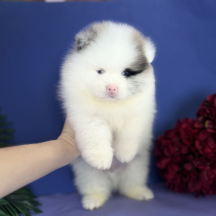 Незвичний песик шпіца