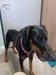 Pies rasy Dobermann