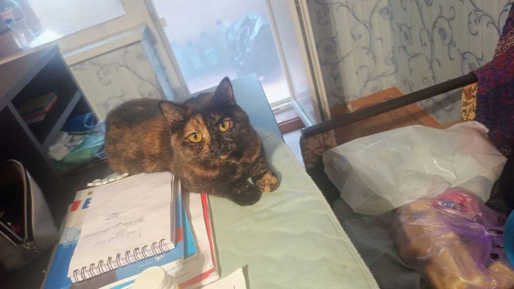 Отдам очень хорошую кошку