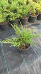 Juniperus Horiz. Hughes