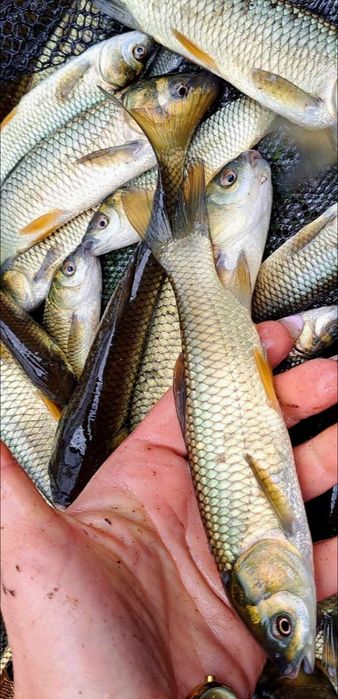 Amur narybek kroczek 15-20cm Dostępny! Karp, Lin, złota wzdręga, Płoć