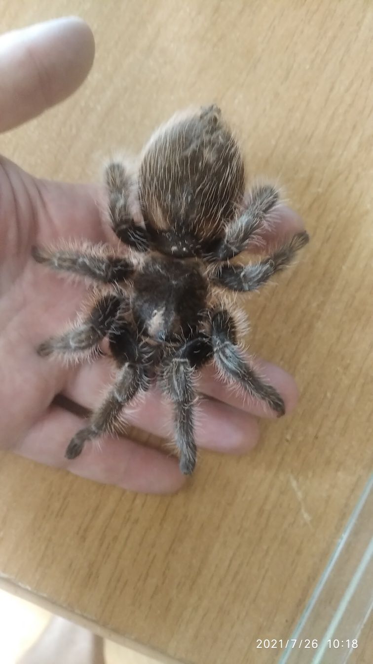 Brachypelma albopilosum продам