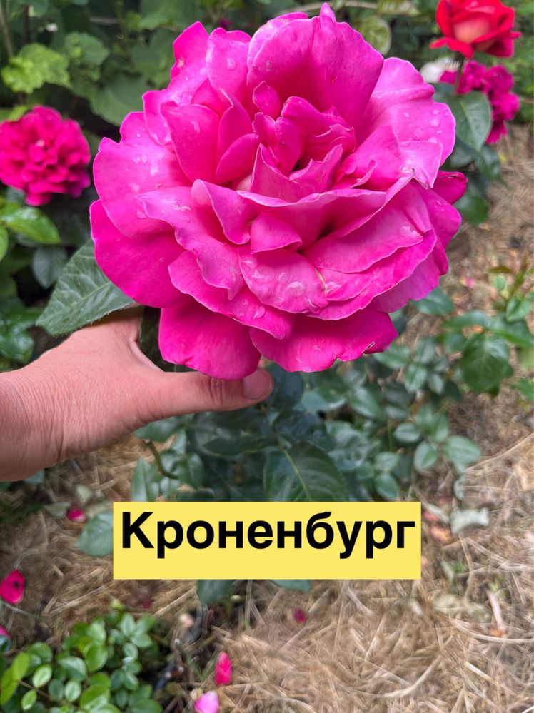 Великі кущі троянд