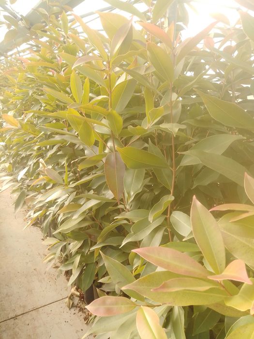 Jambolão - Jambo Amarelo