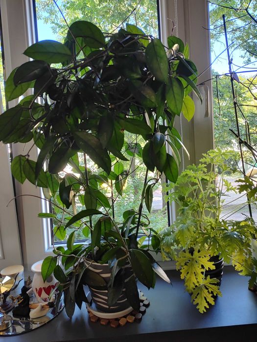 Piękny kwiat doniczkowy - hoja