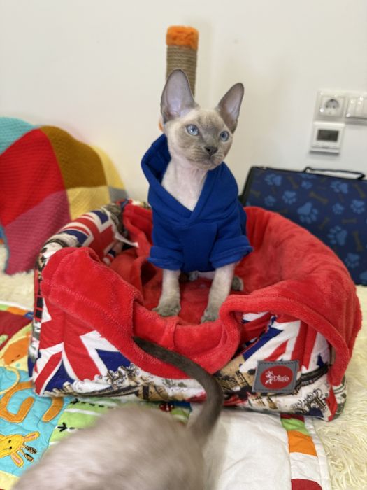 Красивый мальчик девон рекс ищет любящую маму