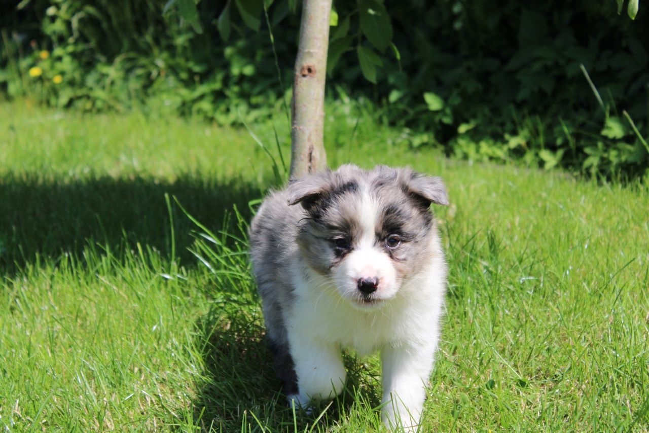 GOTOWE DO ODBIORU! Border collie suczka blue merle